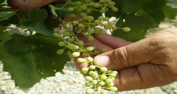 Λήμνος: Ξεκίνησαν οι αιτήσεις για ζημιές από τον καύσωνα