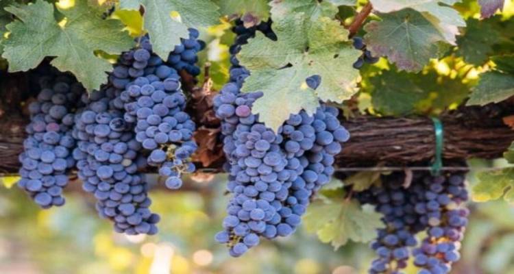 &Lambda;έ&sigma;&beta;&omicron;&sigmaf; &ndash; &Lambda;ή&mu;&nu;&omicron;&sigmaf;: 26 &alpha;&mu;&pi;έ&lambda;&iota;&alpha; &epsilon;&nu;&tau;ά&chi;&theta;&eta;&kappa;&alpha;&nu; &sigma;&tau;&omicron; &pi;&rho;ό&gamma;&rho;&alpha;&mu;&mu;&alpha; &alpha;&nu;&alpha;&delta;&iota;ά&rho;&theta;&rho;&omega;&sigma;&eta;&sigmaf;