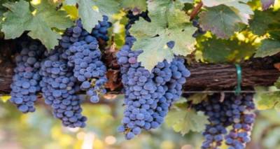 &Lambda;έ&sigma;&beta;&omicron;&sigmaf; &ndash; &Lambda;ή&mu;&nu;&omicron;&sigmaf;: 26 &alpha;&mu;&pi;έ&lambda;&iota;&alpha; &epsilon;&nu;&tau;ά&chi;&theta;&eta;&kappa;&alpha;&nu; &sigma;&tau;&omicron; &pi;&rho;ό&gamma;&rho;&alpha;&mu;&mu;&alpha; &alpha;&nu;&alpha;&delta;&iota;ά&rho;&theta;&rho;&omega;&sigma;&eta;&sigmaf;