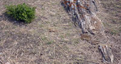 Κορμός δένδρου 20.000.000 χρόνων στη Λήμνο