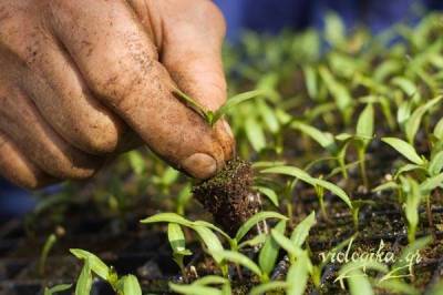 &Pi;&alpha;&rho;ά&tau;&alpha;&sigma;&eta; 60 &eta;&mu;&epsilon;&rho;ώ&nu; &gamma;&iota;&alpha; &tau;&iota;&sigmaf; &delta;&eta;&lambda;ώ&sigma;&epsilon;&iota;&sigmaf; &epsilon;&phi;&alpha;&rho;&mu;&omicron;&gamma;ή&sigmaf; &beta;&iota;&omicron;&lambda;&omicron;&gamma;&iota;&kappa;ή&sigmaf; &kappa;&alpha;&lambda;&lambda;&iota;έ&rho;&gamma;&epsilon;&iota;&alpha;&sigmaf; &sigma;&epsilon; &Lambda;ή&mu;&nu;&omicron; &kappa;&alpha;&iota; &Lambda;έ&sigma;&beta;&omicron;