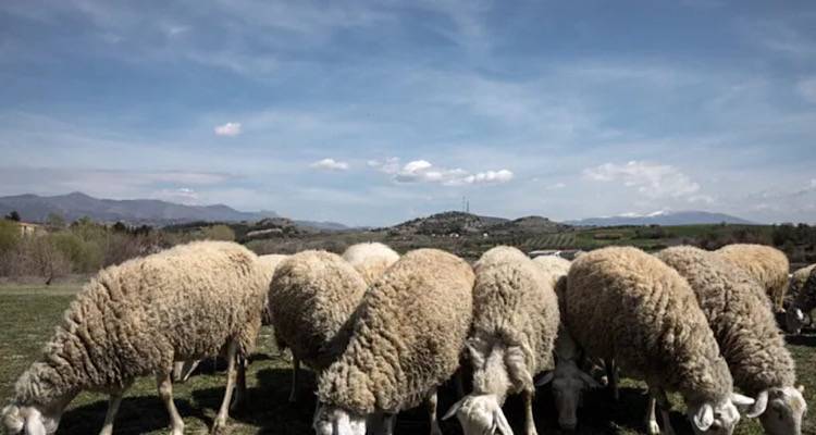 Τελευταία εξέλιξη: Επιβεβαιώθηκε το κρούσμα ευλογιάς στη Λήμνο | Άμεση σφαγή του κοπαδιού