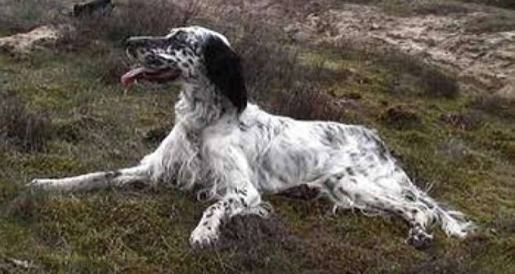 Λήμνος: Χάθηκε μικρόσωμο σέττερ