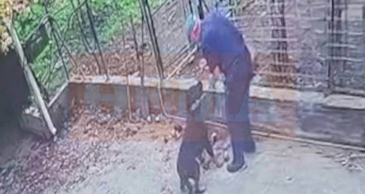 Εκπαιδευτής σκύλων εξηγεί τι πήγε λάθος και το ροτβάιλερ επιτέθηκε σε 76χρονο στην Καλαμάτα - Δεν είναι πάντα ο σκύλος το πρόβλημα