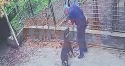 Εκπαιδευτής σκύλων εξηγεί τι πήγε λάθος και το ροτβάιλερ επιτέθηκε σε 76χρονο στην Καλαμάτα - Δεν είναι πάντα ο σκύλος το πρόβλημα