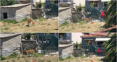 &Epsilon;&gamma;&kappa;&lambda;&omega;&beta;&iota;&sigma;&mu;έ&nu;&omicron; &epsilon;&lambda;ά&phi;&iota; &sigma;&epsilon; &sigma;&upsilon;&rho;&mu;&alpha;&tau;&omicron;&pi;&lambda;&epsilon;&gamma;&mu;έ&nu;&omicron; &omicron;&iota;&kappa;ό&pi;&epsilon;&delta;&omicron; &sigma;&tau;&eta; &Mu;ύ&rho;&iota;&nu;&alpha; | Έ&kappa;&kappa;&lambda;&eta;&sigma;&eta; &gamma;&iota;&alpha; ά&mu;&epsilon;&sigma;&eta; &pi;&alpha;&rho;έ&mu;&beta;&alpha;&sigma;&eta;