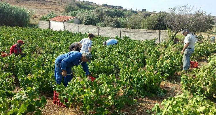 &Lambda;&iota;&gamma;ό&tau;&epsilon;&rho;&alpha; &mu;&epsilon;&nu;, &pi;&omicron;&iota;&omicron;&tau;&iota;&kappa;ά &delta;&epsilon; &tau;&alpha; &sigma;&tau;&alpha;&phi;ύ&lambda;&iota;&alpha; &phi;έ&tau;&omicron;&sigmaf; &sigma;&tau;&eta; &Lambda;ή&mu;&nu;&omicron; (mp3)