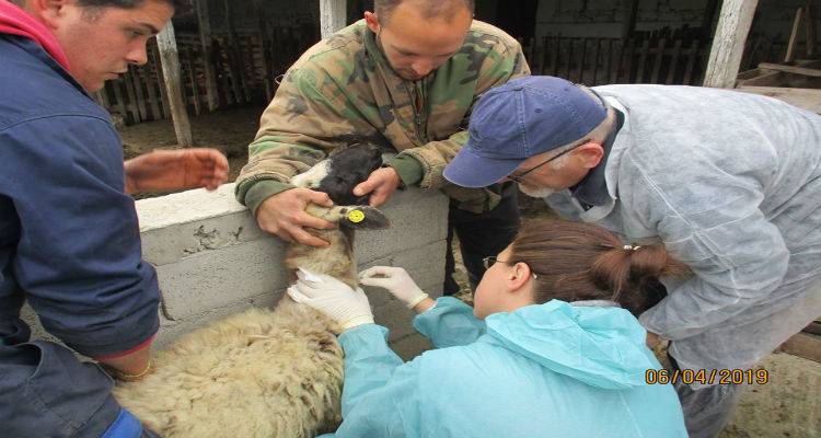 Λήμνος: Ενέργειες ταυτοποίησης της ντόπιας φυλής προβάτων