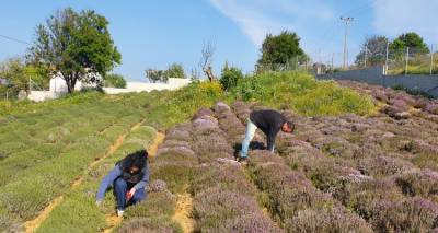 Aegean Organics: &Beta;&iota;&omicron;&lambda;&omicron;&gamma;&iota;&kappa;ά &beta;ό&tau;&alpha;&nu;&alpha; &alpha;&pi;ό &tau;&eta; &Lambda;&eta;&mu;&nu;ί&alpha; &Gamma;&eta; &mu;&epsilon; &sigma;&epsilon;&beta;&alpha;&sigma;&mu;ό &sigma;&tau;&eta; &phi;ύ&sigma;&eta;