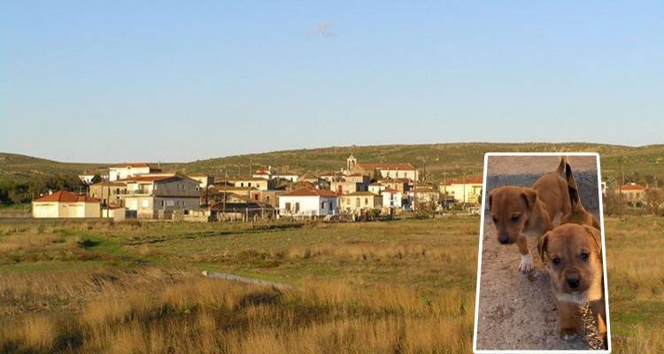 Αναζητούνται δύο μικρόσωμα καφέ κουτάβια στην περιοχή Λύχνα – Ρωμανού
