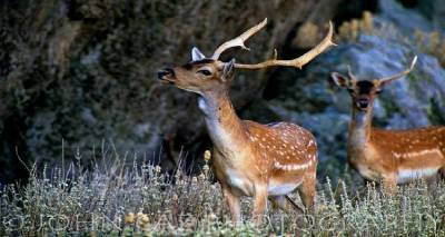 &Tau;&alpha; &pi;&lambda;&alpha;&tau;ό&nu;&iota;&alpha; έ&phi;&tau;&alpha;&sigma;&alpha;&nu; &sigma;&tau;&omicron;&upsilon;&sigmaf; &laquo;&Psi;ύ&lambda;&lambda;&omicron;&upsilon;&sigmaf;&raquo; | &Pi;&alpha;&rho;&alpha;&lambda;ί&gamma;&omicron; &alpha;&tau;ύ&chi;&eta;&mu;&alpha; &mu;&epsilon; &omicron;&delta;&eta;&gamma;ό