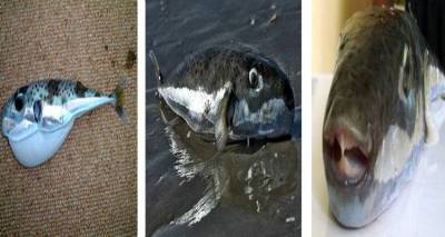 &Pi;&epsilon;&rho;ί&hellip; &lambda;&alpha;&gamma;&omicron;&kappa;έ&phi;&alpha;&lambda;&omicron;&upsilon; &omicron; &lambda;ό&gamma;&omicron;&sigmaf; | &Alpha;&nu;&eta;&sigma;&upsilon;&chi;ί&alpha; &mu;&epsilon;&tau;ά &tau;&eta;&nu; &epsilon;&mu;&phi;ά&nu;&iota;&sigma;&eta; &tau;&omicron;&upsilon; &kappa;&alpha;&iota; &sigma;&tau;&alpha; &nu;&epsilon;&rho;ά &tau;&omicron;&upsilon; &Alpha;&iota;&gamma;&alpha;ί&omicron;&upsilon;