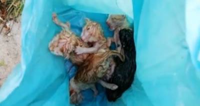 Animal Rescue Lemnos: SOS! &Beta;&omicron;&eta;&theta;ή&sigma;&tau;&epsilon; &nu;&alpha; &sigma;&omega;&theta;&omicron;ύ&nu; &gamma;&alpha;&tau;ά&kappa;&iota;&alpha; &pi;&omicron;&upsilon; &beta;&rho;έ&theta;&eta;&kappa;&alpha;&nu; &kappa;&lambda;&epsilon;&iota;&sigma;&mu;έ&nu;&alpha; &sigma;&epsilon; &sigma;&alpha;&kappa;&omicron;ύ&lambda;&alpha;! (video)