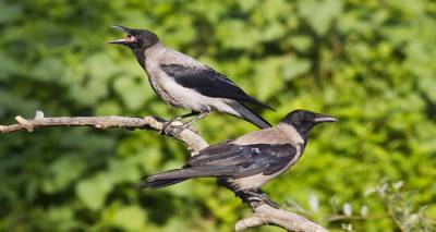 &Nu;έ&omicron; &kappa;ά&lambda;&epsilon;&sigma;&mu;&alpha; &gamma;&iota;&alpha; &kappa;&alpha;&tau;&alpha;&pi;&omicron;&lambda;έ&mu;&eta;&sigma;&eta; &kappa;&omicron;&rho;&alpha;&kappa;&omicron;&epsilon;&iota;&delta;ώ&nu; &sigma;&tau;&eta; &Lambda;ή&mu;&nu;&omicron;