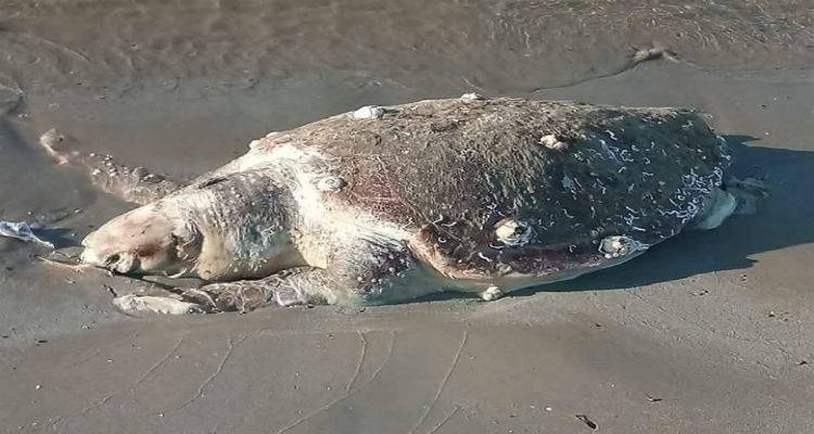 &Nu;&epsilon;&kappa;&rho;ή &Kappa;&alpha;&rho;έ&tau;&alpha; &Kappa;&alpha;&rho;έ&tau;&alpha; &sigma;&tau;&omicron;&nu; &Kappa;ό&tau;&sigma;&iota;&nu;&alpha; (photos)
