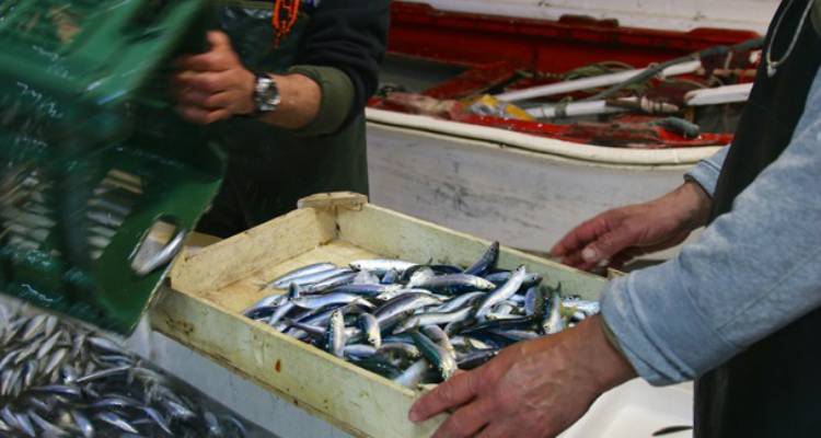 &Chi;&omicron;&rho;ή&gamma;&eta;&sigma;&eta; &alpha;&delta;&epsilon;&iota;ώ&nu; &upsilon;&pi;&alpha;ί&theta;&rho;&iota;&omicron;&upsilon; &pi;&lambda;&alpha;&nu;ό&delta;&iota;&omicron;&upsilon; &epsilon;&mu;&pi;&omicron;&rho;ί&omicron;&upsilon; &sigma;&epsilon; &Lambda;ή&mu;&nu;&omicron; &kappa;&alpha;&iota; &Alpha;ϊ-&Sigma;&tau;&rho;ά&tau;&eta;