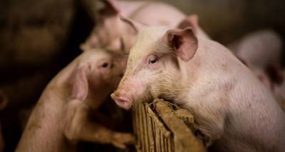 Επιβεβαιώθηκε κρούσμα αφρικανικής πανώλης των χοίρων στις Σέρρες