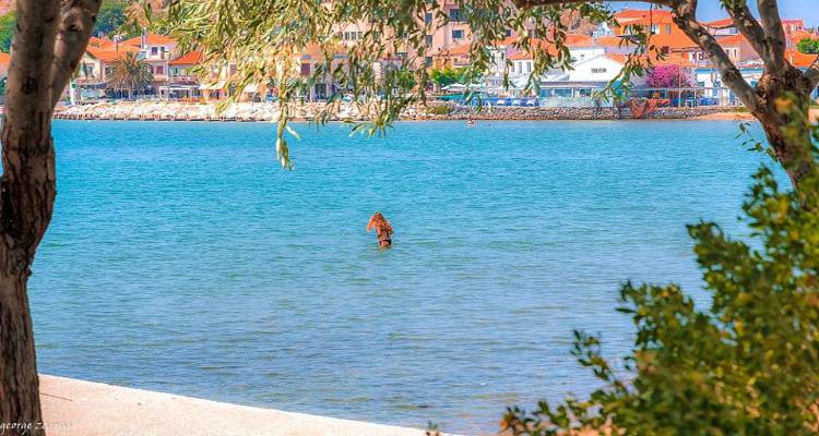 &Eta;&lambda;&iota;&omicron;&phi;ά&nu;&epsilon;&iota;&alpha; &sigma;&epsilon; ό&lambda;&eta; &tau;&eta; &chi;ώ&rho;&alpha; &sigma;ή&mu;&epsilon;&rho;&alpha;