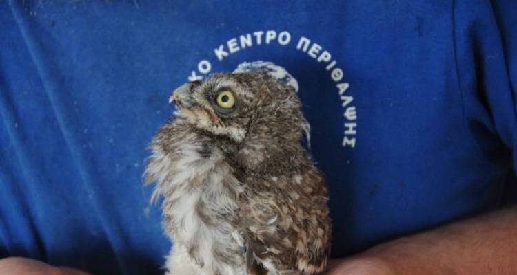 &laquo;&Lambda;&omicron;&upsilon;&kappa;έ&tau;&omicron;&raquo; &sigma;&tau;&omicron; &Kappa;έ&nu;&tau;&rho;&omicron; &Pi;&epsilon;&rho;ί&theta;&alpha;&lambda;&psi;&eta;&sigmaf; Ά&gamma;&rho;&iota;&omega;&nu; &Zeta;ώ&omega;&nu; &sigma;&tau;&eta;&nu; &Alpha;ί&gamma;&iota;&nu;&alpha;