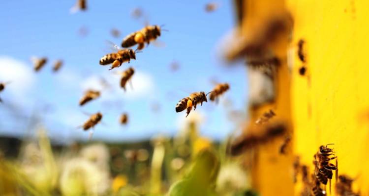 Υποχρεωτική δήλωση μελισσοκομικών προϊόντων στο Εθνικό Ηλεκτρονικό Μητρώο