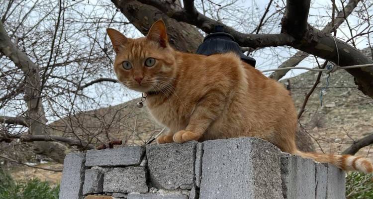 Χάθηκε γάτος στην περιοχή του Αυλώνα