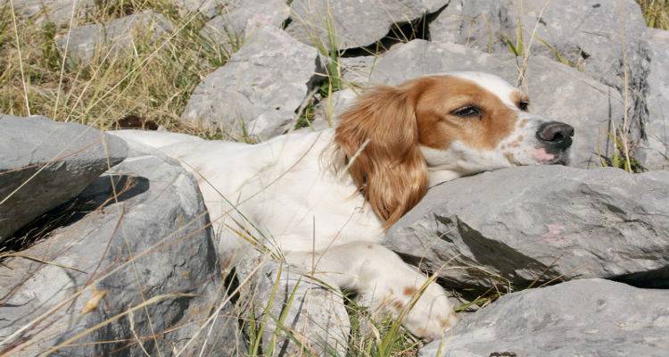 Κατέληξε κυνηγόσκυλο στη Λήμνο μετά την κατανάλωση νεκρού αγιοκούνελου