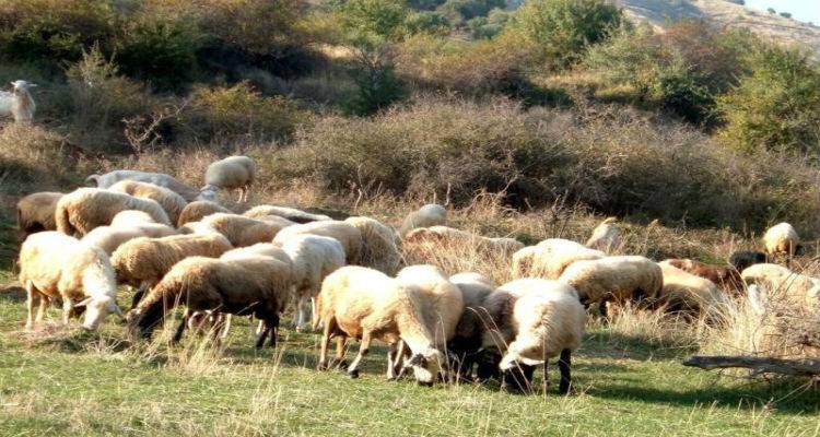 Έρχεται έλεγχος απογραφής του ζωικού  κεφαλαίου στη Λήμνο