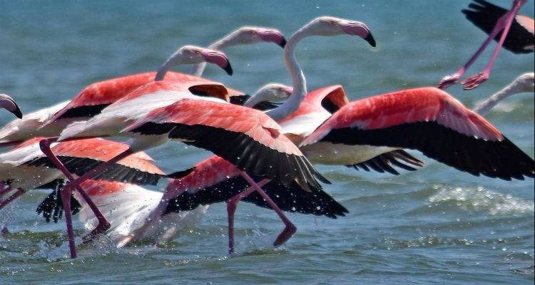 &Pi;&alpha;&gamma;&kappa;ό&sigma;&mu;&iota;&alpha; &Eta;&mu;έ&rho;&alpha; &Zeta;ώ&omega;&nu;: &Omicron;&iota;&hellip; &epsilon;&omicron;&rho;&tau;ά&zeta;&omicron;&nu;&tau;&epsilon;&sigmaf; &sigma;&epsilon; &epsilon;&iota;&kappa;ό&nu;&epsilon;&sigmaf;