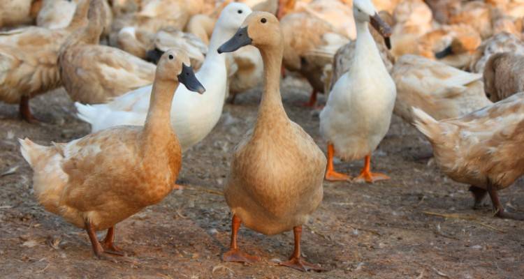 Βουλγαρία: Κρούσματα γρίπης πτηνών -Θα θανατωθούν 5.830 πάπιες | Σε ζώνη επιτήρησης 25 φάρμες