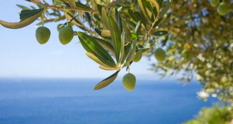 &Tau;έ&sigma;&sigma;&epsilon;&rho;&iota;&sigmaf; &mu;ή&nu;&epsilon;&sigmaf; &nu;&omega;&rho;ί&tau;&epsilon;&rho;&alpha; &eta; &kappa;&alpha;&tau;&alpha;&nu;&omicron;&mu;ή  &epsilon;&pi;&omicron;&chi;&iota;&kappa;&omicron;ύ &pi;&rho;&omicron;&sigma;&omega;&pi;&iota;&kappa;&omicron;ύ &delta;&alpha;&kappa;&omicron;&kappa;&tau;&omicron;&nu;ί&alpha;&sigmaf; &sigma;&tau;&iota;&sigmaf; &pi;&epsilon;&rho;&iota;&phi;έ&rho;&epsilon;&iota;&epsilon;&sigmaf;