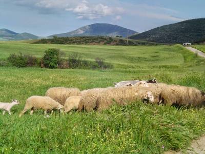 &Omicron; &kappa;&tau;&eta;&nu;ί&alpha;&tau;&rho;&omicron;&sigmaf; &Gamma;&iota;ά&nu;&nu;&eta;&sigmaf; &Tau;&epsilon;&nu;έ&delta;&iota;&omicron;&sigmaf; &epsilon;&nu;&eta;&mu;&epsilon;&rho;ώ&nu;&epsilon;&iota; &gamma;&iota;&alpha; &tau;&omicron;&nu; &kappa;&alpha;&tau;&alpha;&rho;&rho;&omicron;ϊ&kappa;ό &pi;&upsilon;&rho;&epsilon;&tau;ό (mp3)