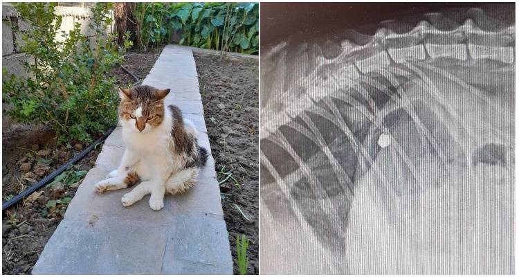 Λήμνος: Γάτα έμεινε παράλυτη αφού πυροβολήθηκε με αεροβόλο | Έκκληση για τα έξοδα