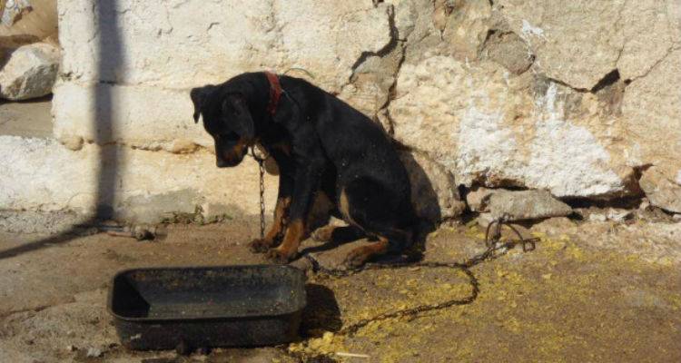 &Lambda;ή&mu;&nu;&omicron;&sigmaf;: &Sigma;&kappa;&upsilon;&lambda;ί &delta;&epsilon;&mu;έ&nu;&omicron; &sigma;&epsilon; &alpha;&pi;ό&mu;&alpha;&kappa;&rho;&eta; &pi;&epsilon;&rho;&iota;&omicron;&chi;ή &chi;&omega;&rho;ί&sigmaf; &nu;&epsilon;&rho;ό &kappa;&alpha;&iota; &tau;&rho;&omicron;&phi;ή