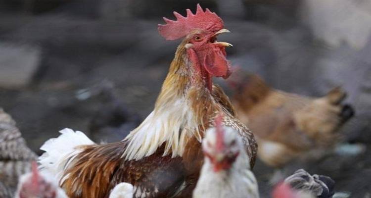 Μύρινα: Διαμαρτυρία κατοίκου για φασαρία από κοκόρια | Ο Δήμος ή το Επαρχείο έχει την αρμοδιότητα να παρέμβει;