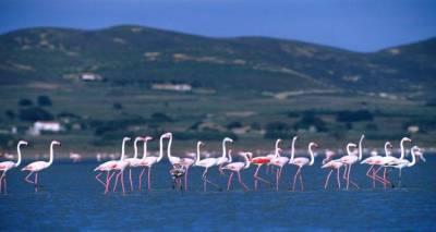 &Alpha;&nu;&alpha;&gamma;&nu;&omega;&rho;ί&zeta;&epsilon;&tau;&alpha;&iota; &eta; &sigma;&pi;&omicron;&upsilon;&delta;&alpha;&iota;ό&tau;&eta;&tau;&alpha; &tau;&omega;&nu; &nu;&eta;&sigma;&iota;&omega;&tau;&iota;&kappa;ώ&nu; &upsilon;&gamma;&rho;&omicron;&tau;ό&pi;&omega;&nu;