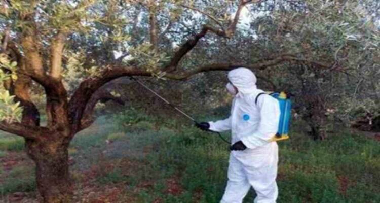 Ξεκινά το πρόγραμμα δακοκτονίας στη Λήμνο | Αναλυτικά οι ημερομηνίες ανά κοινότητα