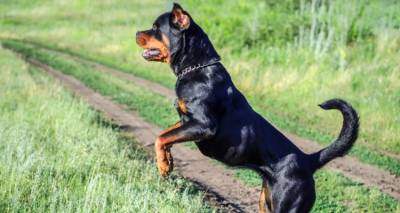Καλαμάτα: Ροτβάιλερ επιτέθηκε και τραυμάτισε σοβαρά άνδρα -Αστυνομικός πυροβόλησε και σκότωσε το σκυλί
