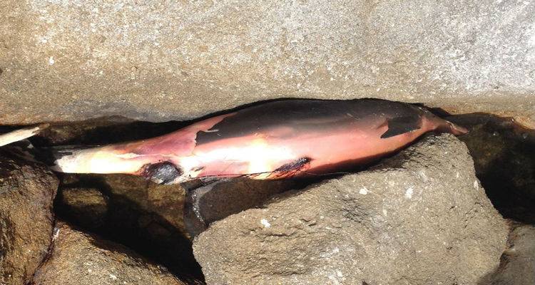 Κι άλλο νεκρό δελφίνι σε παραλία της Λήμνου (photos)