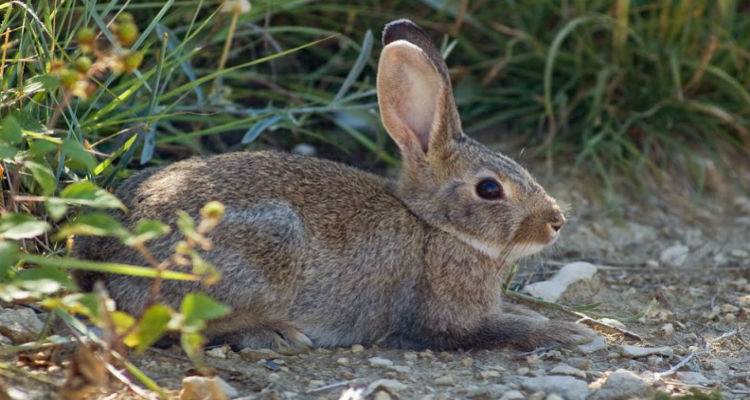 Δήλωση ζημιών από άγρια κουνέλια σε καλλιέργειες σιτηρών στη Δημοτική Ενότητα Μύρινας