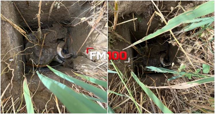 &Kappa;&alpha;&tau;&alpha;&gamma;&gamma;&epsilon;&lambda;ί&alpha; &sigma;&tau;&omicron;&nu; FM100 &gamma;&iota;&alpha; &alpha;&kappa;ά&lambda;&upsilon;&pi;&tau;&omicron; &beta;ό&theta;&rho;&omicron;-&pi;&alpha;&gamma;ί&delta;&alpha; &sigma;&tau;&eta;&nu; &Alpha;&tau;&sigma;&iota;&kappa;ή &Lambda;ή&mu;&nu;&omicron;&upsilon;