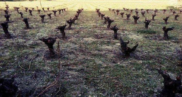 &Xi;&epsilon;&kappa;ί&nu;&eta;&sigma;&epsilon; &tau;&omicron; &pi;&rho;ό&gamma;&rho;&alpha;&mu;&mu;&alpha; &alpha;&nu;&alpha;&delta;&iota;ά&rho;&theta;&rho;&omega;&sigma;&eta;&sigmaf; &kappa;&alpha;&iota;  &mu;&epsilon;&tau;&alpha;&tau;&rho;&omicron;&pi;ή&sigmaf;  &alpha;&mu;&pi;&epsilon;&lambda;ώ&nu;&omega;&nu;  &pi;&epsilon;&rho;&iota;ό&delta;&omicron;&upsilon;  2016-2017