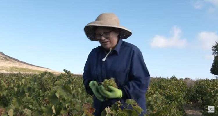 Η αμπελοοινική παράδοση της Λήμνου (video)