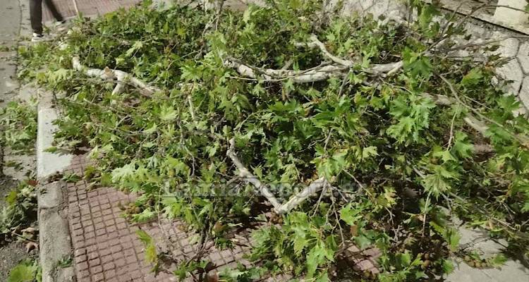 Λήμνος: Δέντρο καταπλάκωσε 96χρονο στην Ατσική | Μεταφέρεται στο Νοσοκομείο Λήμνου