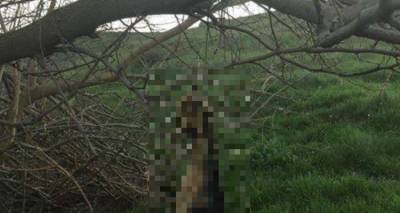 &Phi;&rho;ί&kappa;&eta; &sigma;&tau;&eta; &Lambda;ή&mu;&nu;&omicron;: &Kappa;&rho;έ&mu;&alpha;&sigma;&alpha;&nu; &sigma;&kappa;ύ&lambda;&omicron; &sigma;&epsilon; &delta;έ&nu;&tau;&rho;&omicron; (photos)