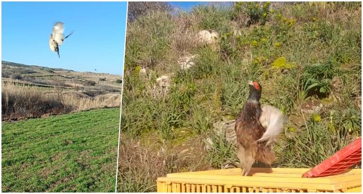 Λήμνος: Απελευθέρωση Φασιανών για τον εμπλουτισμό των βιοτόπων (video)