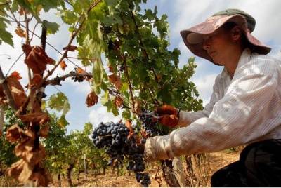 &Epsilon;&lambda;&lambda;&eta;&nu;&iota;&kappa;ό &kappa;&rho;&alpha;&sigma;ί: &Tau;&omicron; &delta;&iota;&alpha;&mu;ά&nu;&tau;&iota; &tau;&eta;&sigmaf; &kappa;&omicron;&upsilon;&lambda;&tau;&omicron;ύ&rho;&alpha;&sigmaf; &mu;&alpha;&sigmaf; &beta;ά&zeta;&epsilon;&iota; &pi;&lambda;ώ&rho;&eta; &gamma;&iota;&alpha; &tau;&iota;&sigmaf; &delta;&iota;&epsilon;&theta;&nu;&epsilon;ί&sigmaf; &alpha;&gamma;&omicron;&rho;έ&sigmaf; (photos)