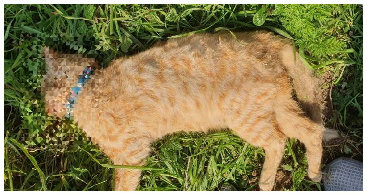 Φόλες στον Άγιο Δημήτριο