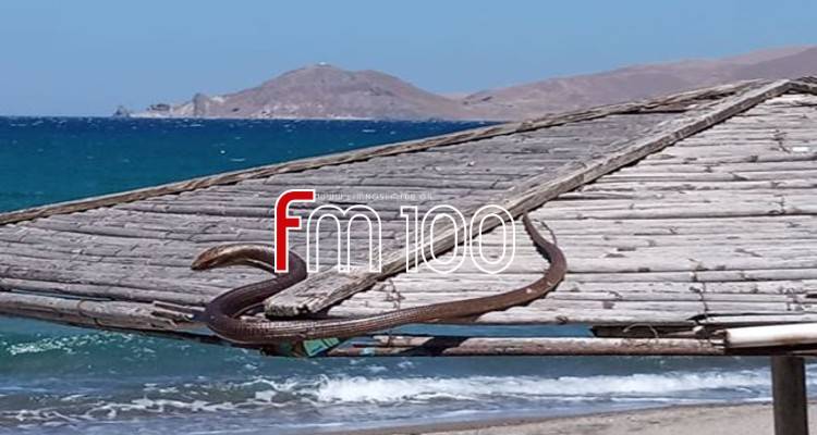 Λήμνος: Αναστάτωσε λουόμενους ένας τυφλίτης