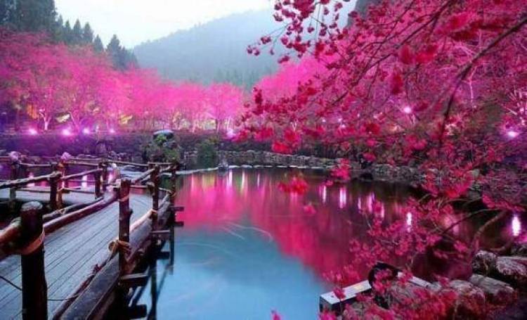 Η εκπληκτική λίμνη με τις κερασιές!
