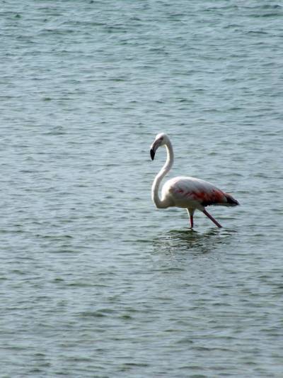 Έ&nu;&alpha;&sigmaf; &pi;&alpha;&nu;έ&mu;&omicron;&rho;&phi;&omicron;&sigmaf; &laquo;&epsilon;&pi;&iota;&sigma;&kappa;έ&pi;&tau;&eta;&sigmaf;&raquo; &sigma;&tau;&alpha; &nu;&epsilon;&rho;ά &tau;&eta;&sigmaf; &Lambda;ή&mu;&nu;&omicron;&upsilon; (photos)